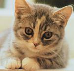 chat